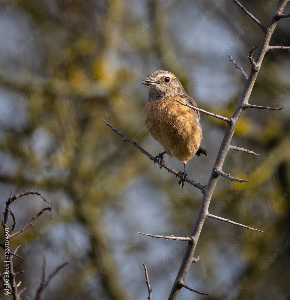 Stonechats, very curious birds on a spring day!