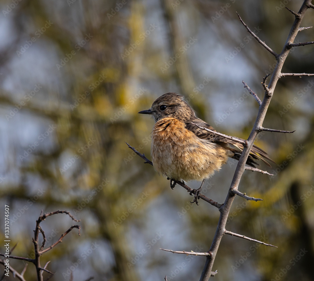 Stonechats, very curious birds on a spring day!