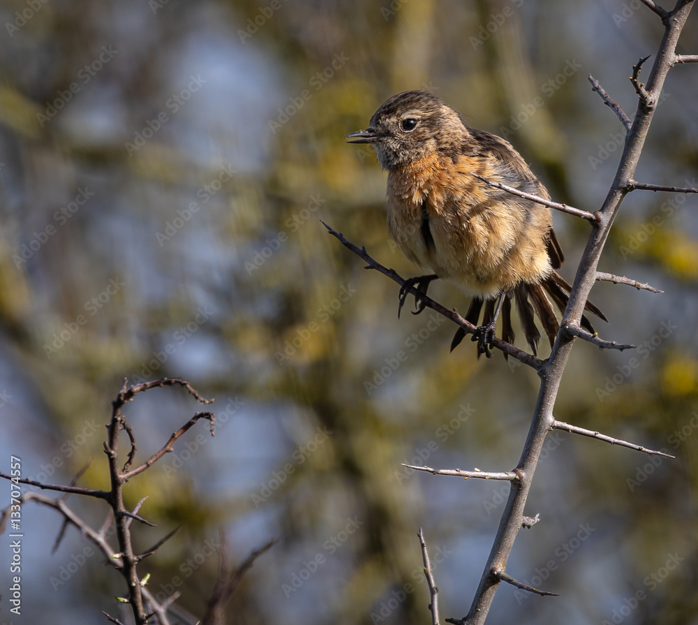 Stonechats, very curious birds on a spring day!