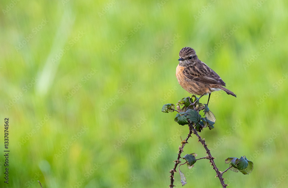Stonechats, very curious birds on a spring day!