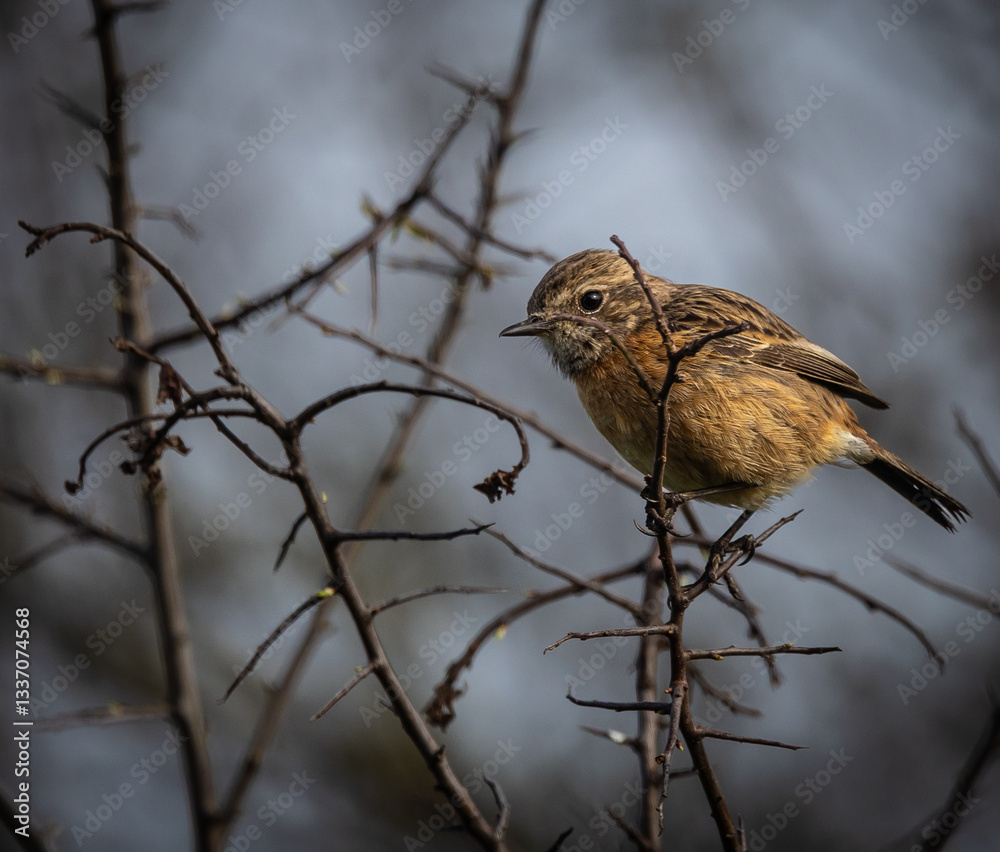 Stonechats, very curious birds on a spring day!