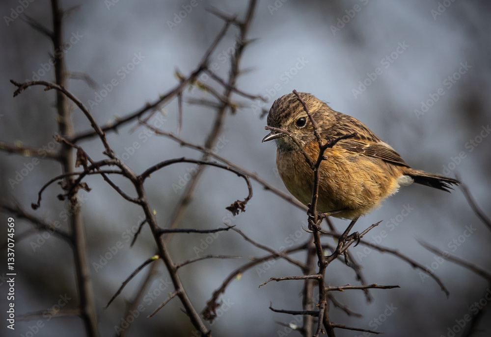 Stonechats, very curious birds on a spring day!