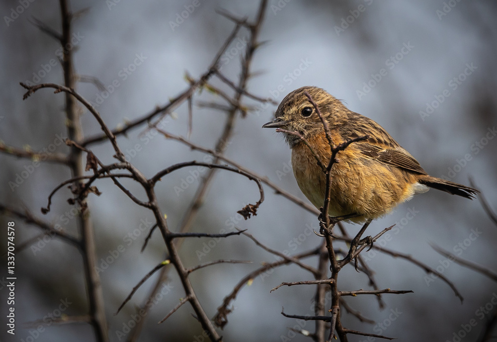 Stonechats, very curious birds on a spring day!