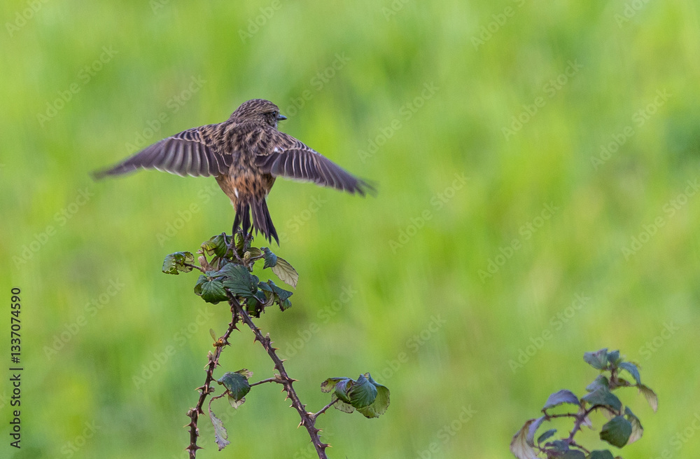 Stonechats, very curious birds on a spring day!