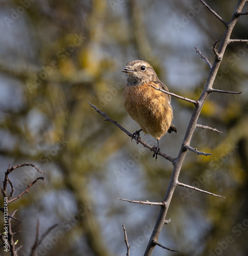 Obraz na płótnie Stonechats, very curious birds on a spring day! w salonie