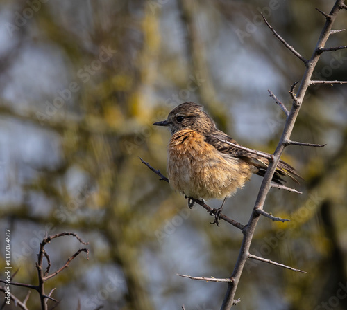 Obraz na płótnie Stonechats, very curious birds on a spring day! w salonie