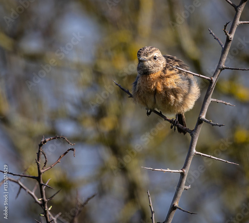 Obraz na płótnie Stonechats, very curious birds on a spring day! w salonie