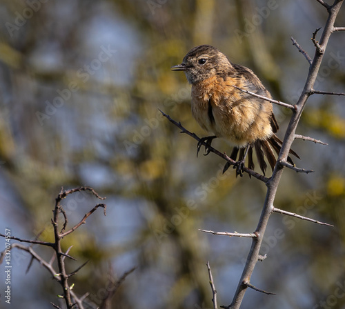 Obraz na płótnie Stonechats, very curious birds on a spring day! w salonie