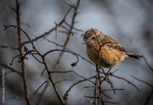 Obraz na płótnie Stonechats, very curious birds on a spring day! w salonie