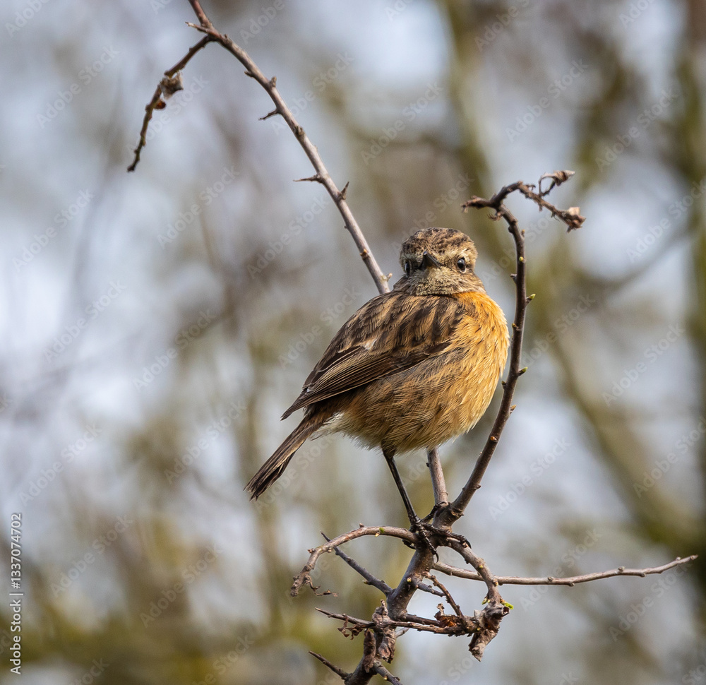 Stonechats, very curious birds on a spring day!