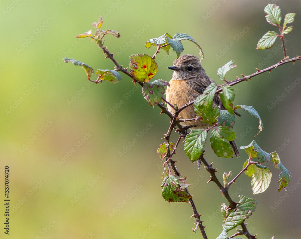 Stonechats, very curious birds on a spring day!