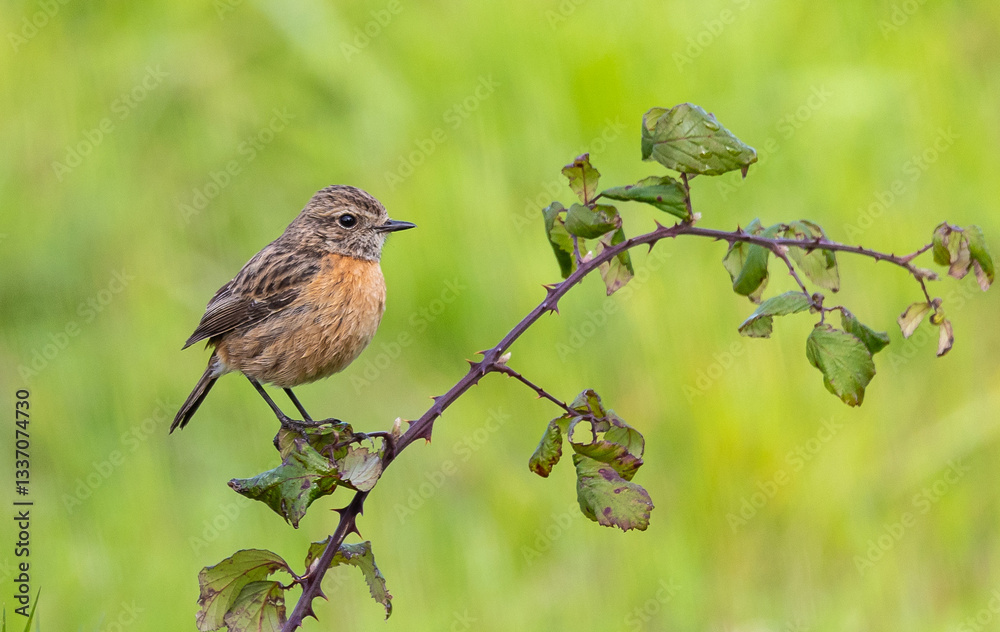 Stonechats, very curious birds on a spring day!