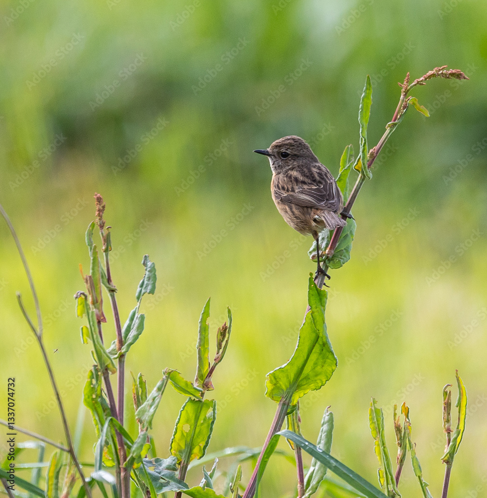 Stonechats, very curious birds on a spring day!