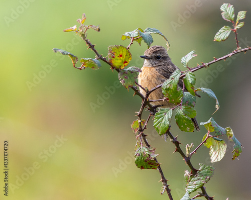Obraz na płótnie Stonechats, very curious birds on a spring day! w salonie