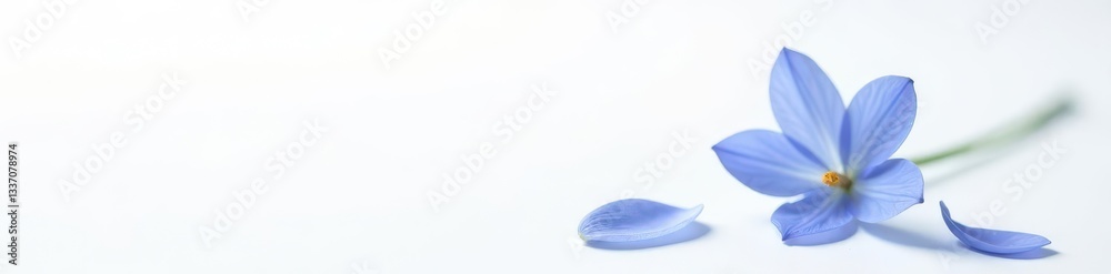 Naklejka premium Single bluebell, delicate petals, pure white backdrop, single, vibrant, white