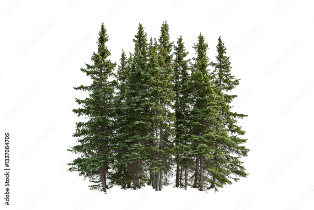 3d model of fir trees fir by 3d _ model cutout image and isolated on transparent background 3d model of fir trees fir by 3d _ model cutout image and isolated on transparent background