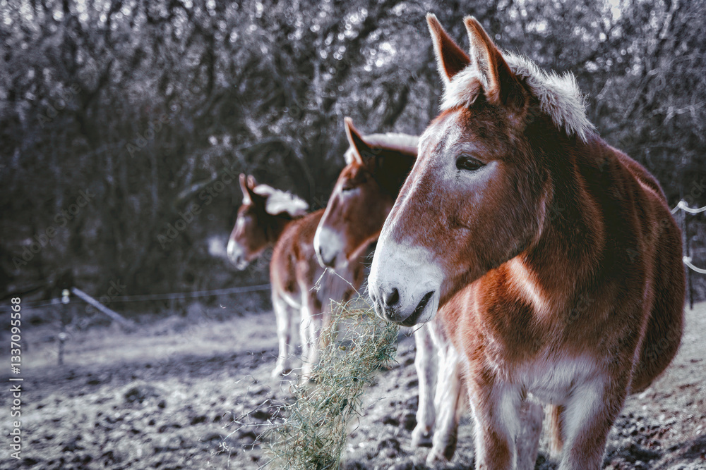 Obraz premium Three Mules in Cato