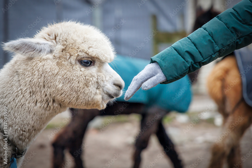 Fototapeta premium Trust