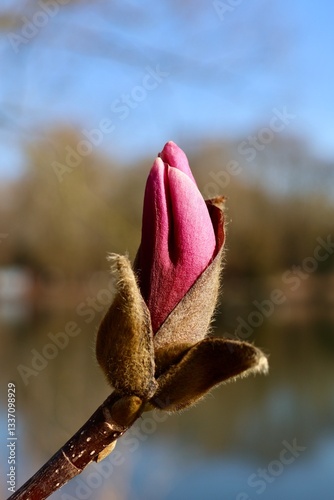 bud of magnolia