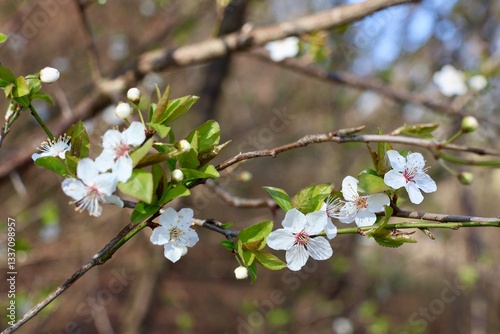 blooming cherry tree