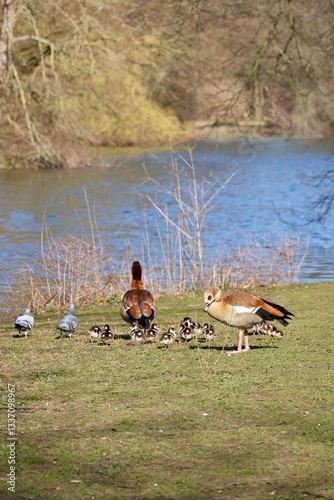 ducks on the lake