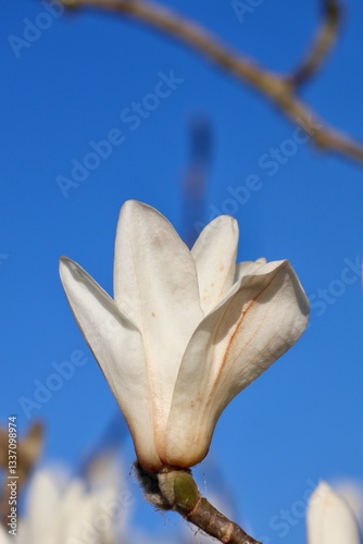 white magnolia flower