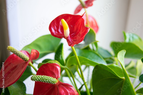 house plant anthurium with red flowers and green leaves photo