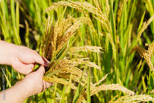 Holding Northeastern rice in hands
