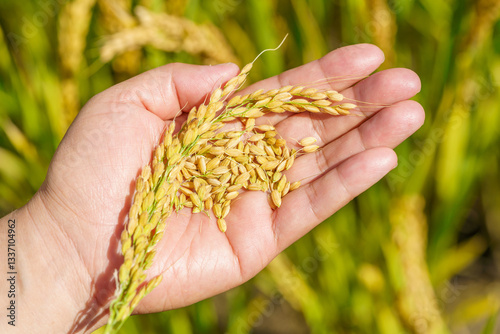 Holding Northeastern rice in hands