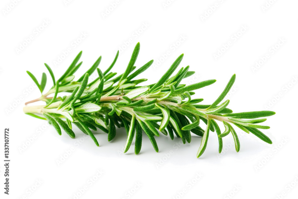 rosemary herb herb plant isolated on white background cutout image and isolated on transparent background