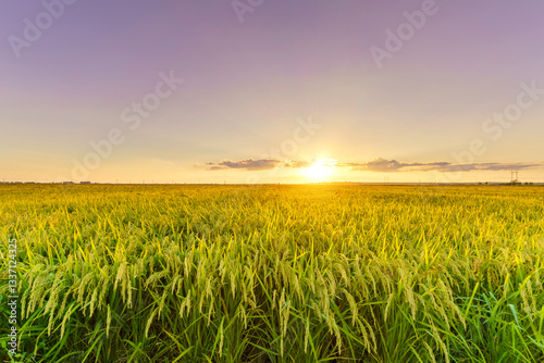 Rice fields in Northeast China about to be harvested