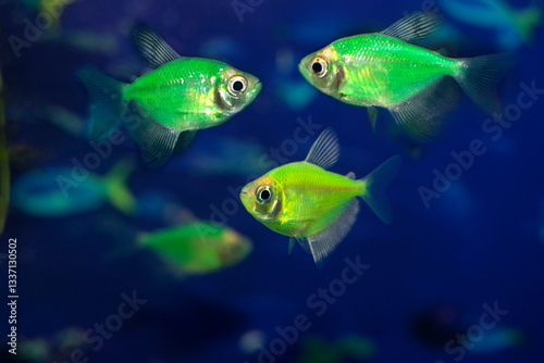 Aquarium  fish-ternetzi swim.  Two fish green and one yellow. The Latin name Gymnocorymbus ternetzi. Close-up, blue background.