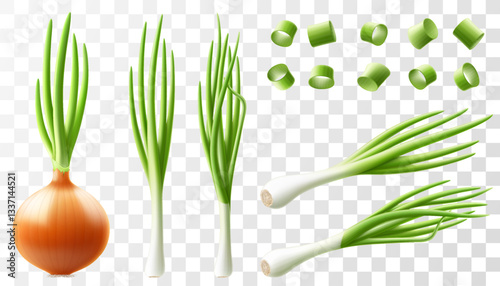 Set of onion. Yellow onion whole bulb. Collection with slices green onion or leeks. Green spring onion chopped chives, bunch of fresh green onion. Healthy vegetarian food. Realistic 3D vector