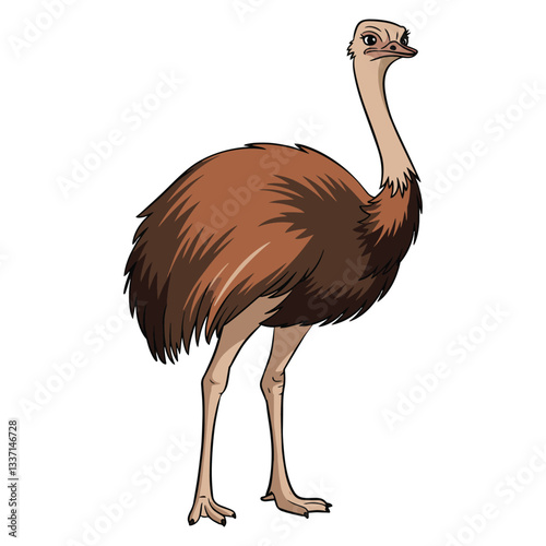 Large flightless Australian bird. Ostrich emu vector illustration in cartoon style, featuring long legs, soft feathers, and a playful expression. Simple, colorful design.