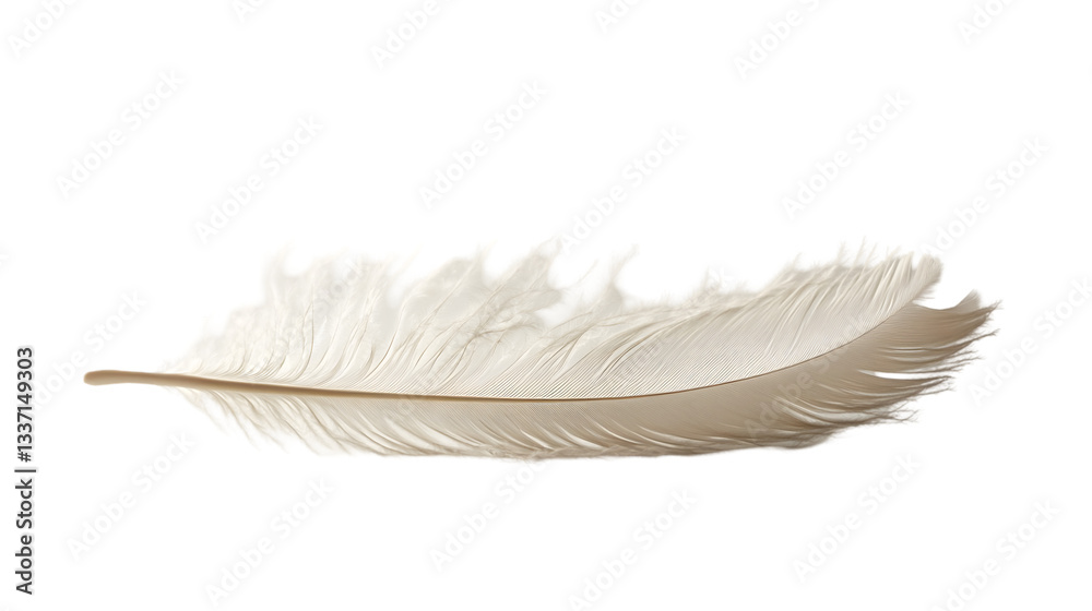 Obraz premium Soft White Feather Light Airy Delicate Nature Bird Texture Background Design Elem