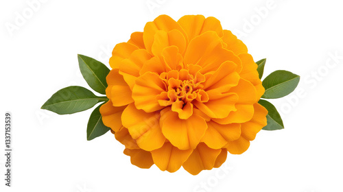 Ultra-detailed macro image of a vibrant orange flower on a clean Transparent background for stock photography use