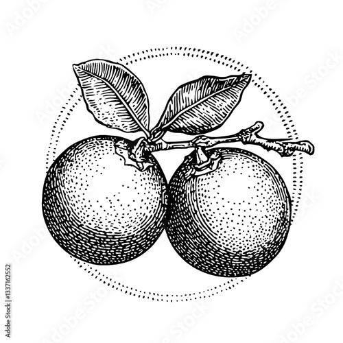 Artistic engraved illustration of vintage citrus fruits enhanced with detailed hand-drawn shading