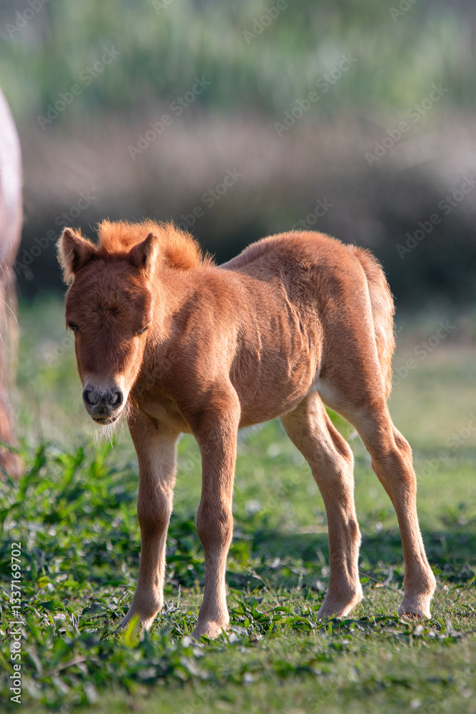 Fototapeta premium Cute fluffy pony foal standing on a grassy field. The young horse has a curly mane and soft fur