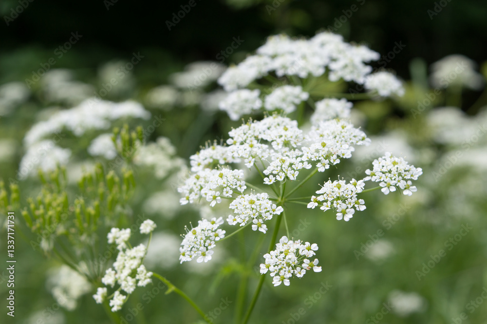 Common yarrow flower in bloom, Achillea millefolium in the nature Common yarrow flower in bloom, Achillea millefolium in the nature