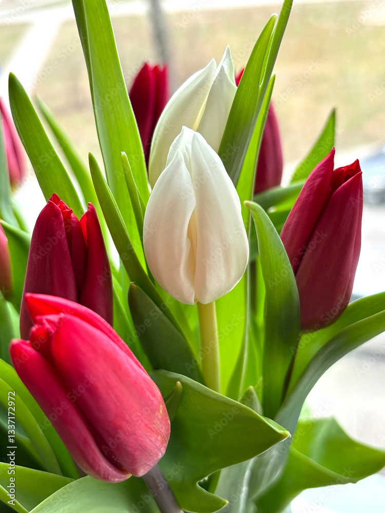 A bouquet of burgundy and white tulips on the window. A bouquet of burgundy and white tulips on the window.