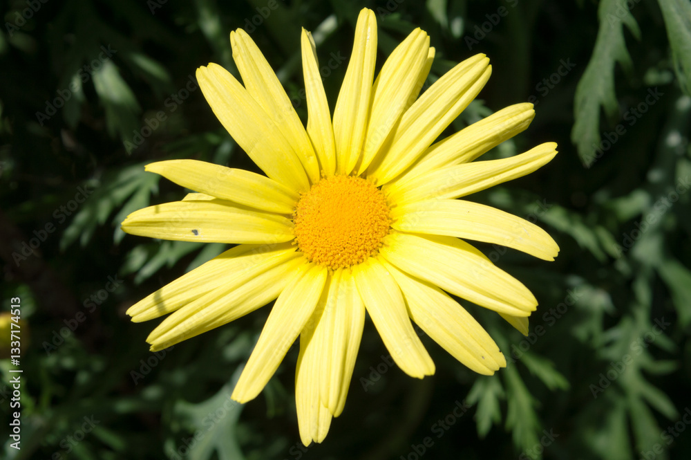 Obraz premium Bright yellow daisy flower in bloomer in bloom