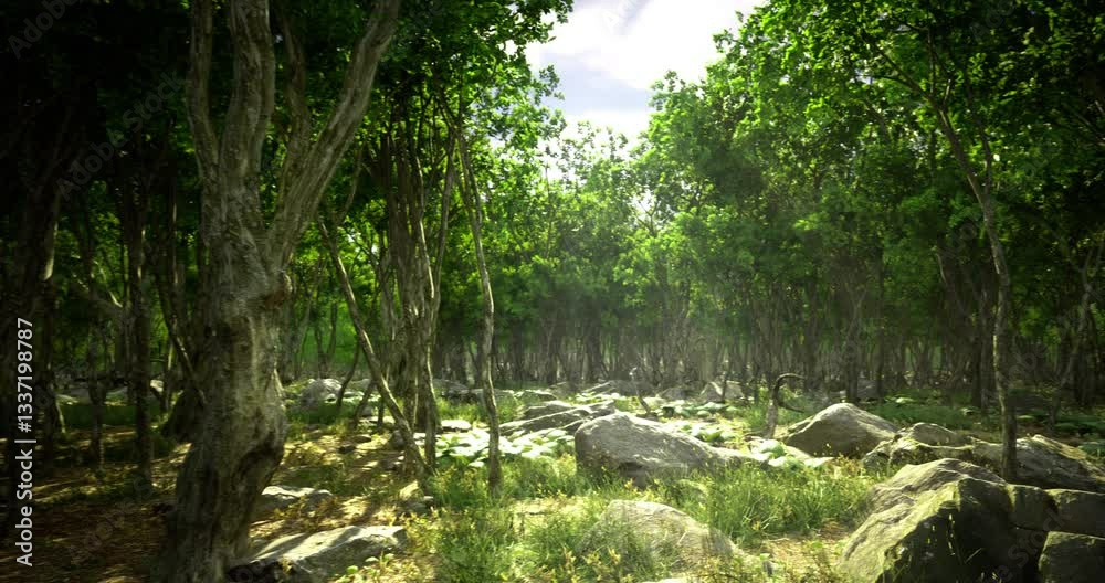 Dense forest filled with tall trees and scattered rocks. Sunlight creates a serene atmosphere as foliage casts shadows on the ground, showcasing natures beauty and tranquility. Dense forest filled with tall trees and scattered rocks. Sunlight creates a serene atmosphere as foliage casts shadows on the ground, showcasing natures beauty and tranquility.