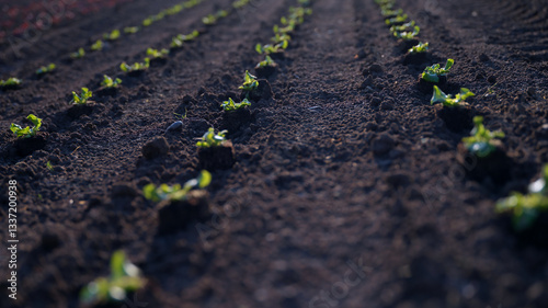 Rows of young plants growing in freshly tilled soil during early morning light in a tranquil agricultural field