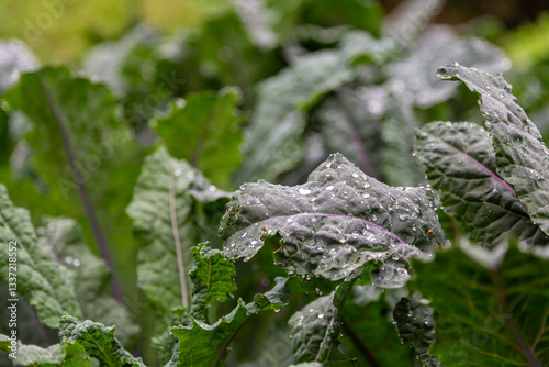 Organic purple curly kale with raindrops, homegrown in England on an allotment