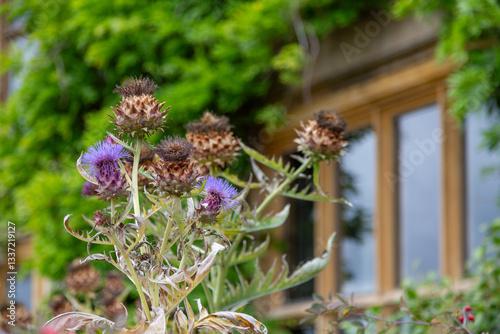 Organic globe artichokes growing on an allotment in England with green foliage