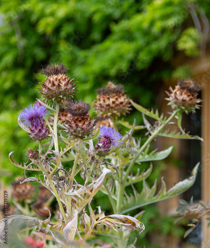 Organic globe artichokes growing on an English allotment with green foliage background