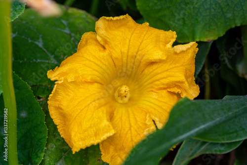 Vibrant yellow courgette flower blooming in an English country garden