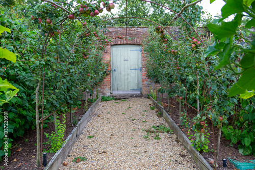 Juicy organic Braeburn (common eating) apples growing on trained trestles in an English orchard. Human Being Diet, HBD