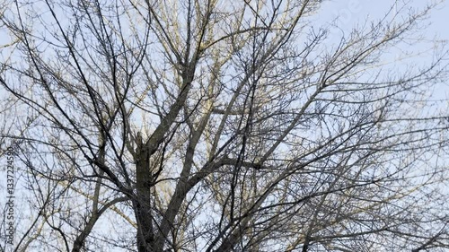 tree branches against blue sky