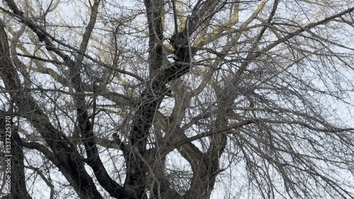 bird on a tree